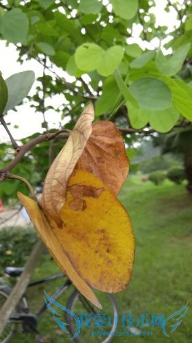 假如给你4000块人民币,你会选择LG G4还是HTC M9?