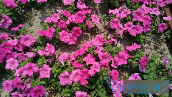 TCLôô3SòãTCLôô3S⣿