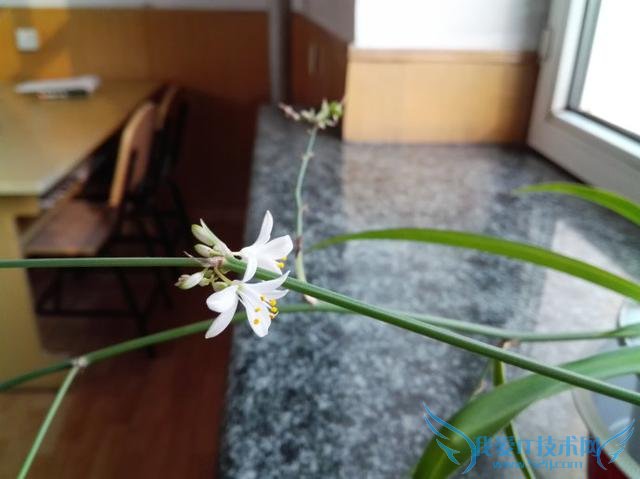 ΪҫX2ֻòã黪ΪҫX2ֻ