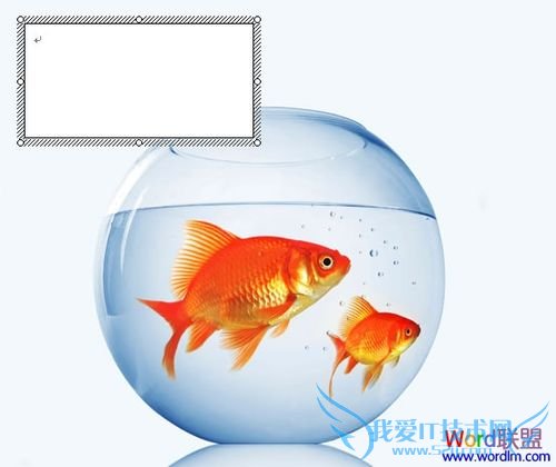 图片上加文字地方