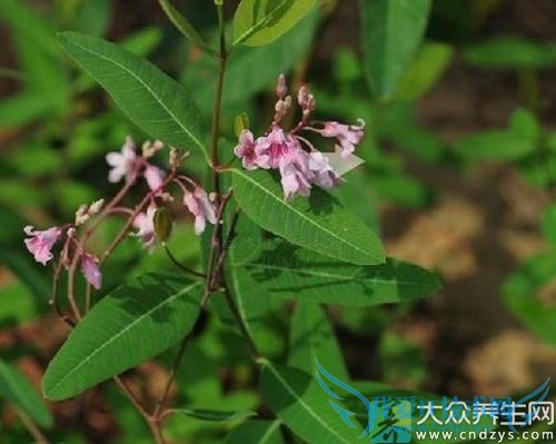 ҩʳʳƶ֢ȫΪͼղأ(5)