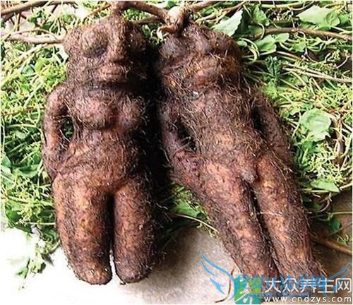 ҩʳʳƶ֢ȫΪͼղأ(1)