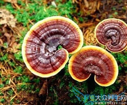 ҩʳʳƶ֢ȫΪͼղأ(9)