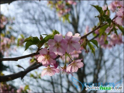 跟着好照片学后期 调出日系淡雅花卉 三联教程