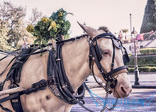 085625dD7 ѸͼƬزģ