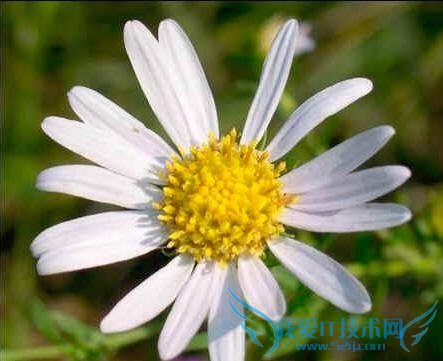 放大照片不失真小技巧 三联教程