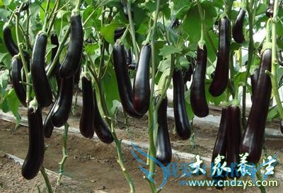 ʮʳѸٽѪ֬!ȳԵĽѪ֬ҩﻹҪ(6)