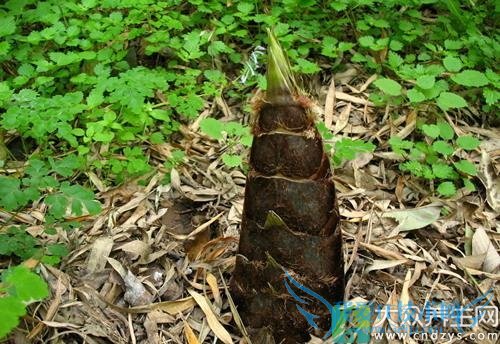 ＾ÿȵ¸ΰ 3Ԥΰ(2)