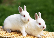 ಻ܳԵĲλʮ꼦ͷʤ˪   