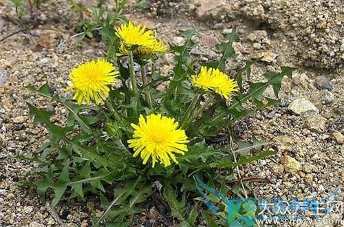 ѹӢʳƷѹӢ˿ⶾ(6)