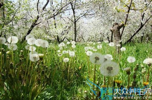 ѹӢʳƷѹӢ˿ⶾ(4)