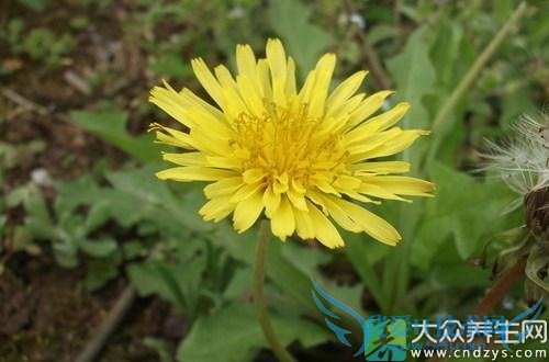 ѹӢʳƷѹӢ˿ⶾ(1)