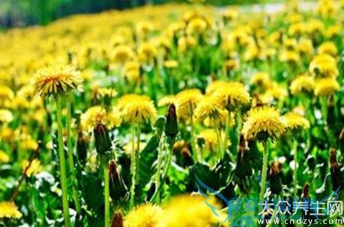 ѹӢʳƷѹӢ˿ⶾ(11)