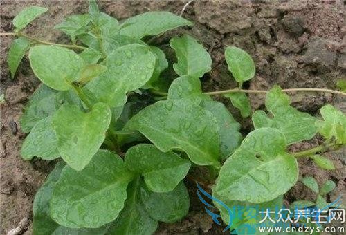 �����ߵĳԷ���ʲô��