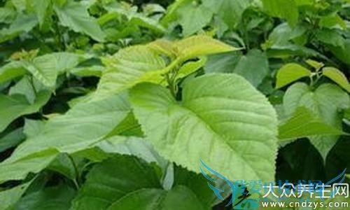 ɣҶ��Ѫ�ǵĻ�����ʳ�Ʒ�(2)