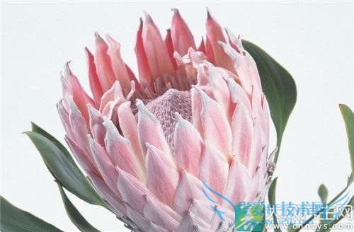 ������ʳ�ù�Ч��������