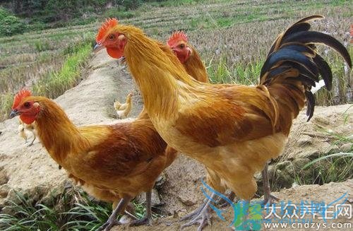 ��ҩ�ü�ֵ����Щ��