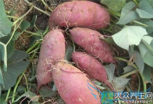 ������ҩ�ü�ֵ����Щ