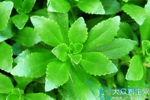 ���Ĳ˵�ҩ�ü�ֵ����Щ��