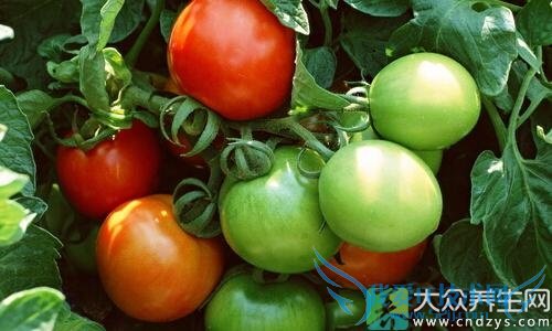 �����߲��м��ɣ������߲˲�Ҫ��(1)