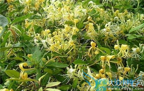 ����������Ĺ�Ч��ʲô