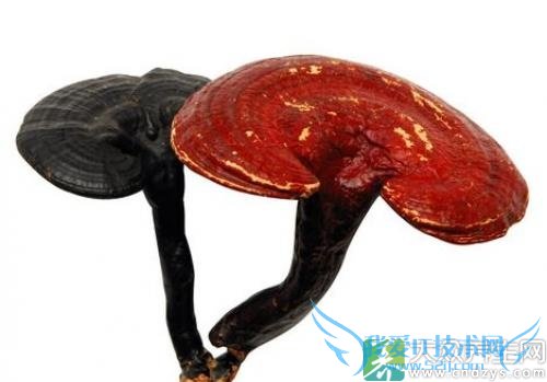 ������֥����ʲô�ô�