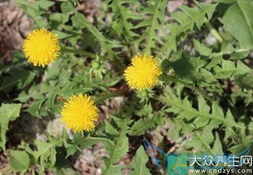 �ֹ�Ӣ�ĳԷ�