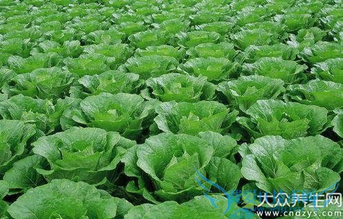 ũҩ���ٵ��߲�����Щ