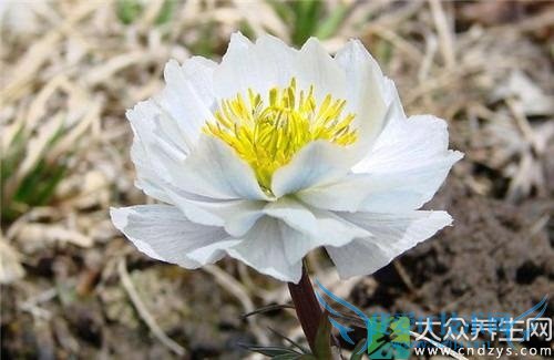 ѩ��������������Щ��