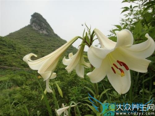 Ұ���ٺϵ���������Щ