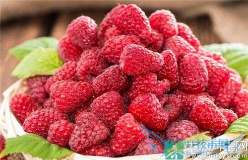 �����ӵ�������ݮ��