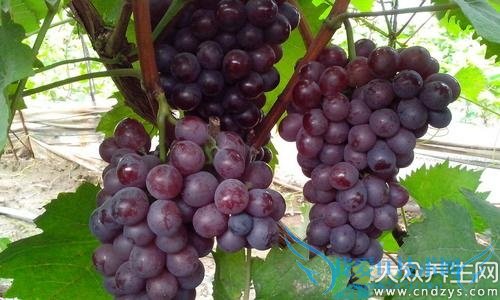 ��Щʳ�ﾹ�ǻ�Ѫ�����ĺ��֣�(4)