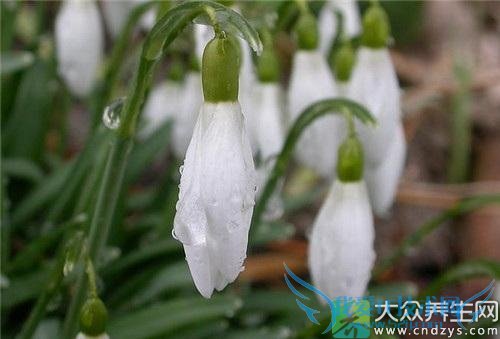 ѩ������Ĺ�Ч��ʲô��