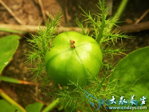 ��Ѫѹ�ܳ���������