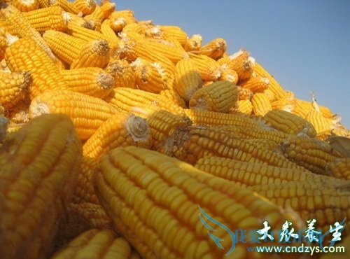 ��й��Ⱥ�������㽶(3)