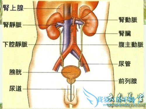 Ϊʲô�ð�Ѫ���Ķ��Ǻ��ӣ��ҳ�һ��Ҫ��(2)