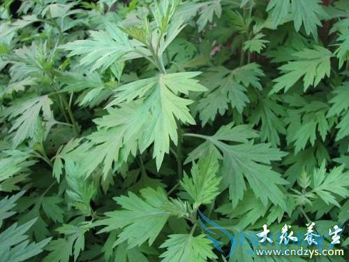 �и��ܳ԰�����