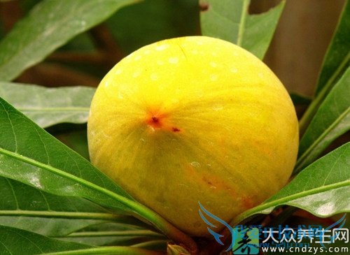 �����ܳԵ��ƹ���