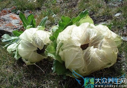 ��Ѫѹ�ܳ�ѩ���� 