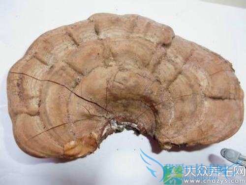 �������Գ���֥��