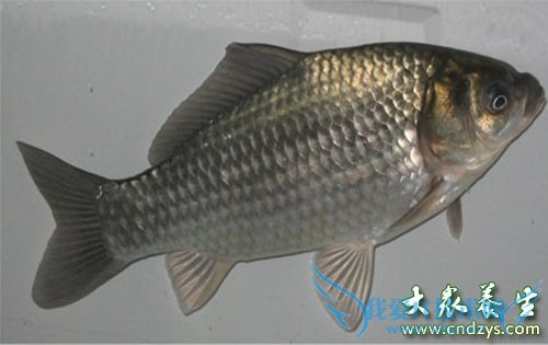 ��Ѫѹ�ܳ�������