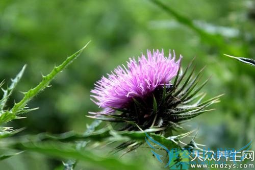 Ƥ�������ܳԴ̶�����