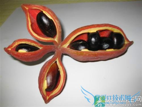 �����ܳԷ��۹���