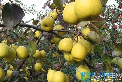 ��Ѫѹ�ܳ�ѩ������