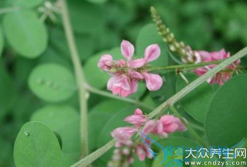 ��Ѫѹ�ܳԺ�֦����