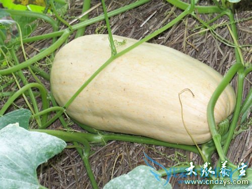 �������ܳ������