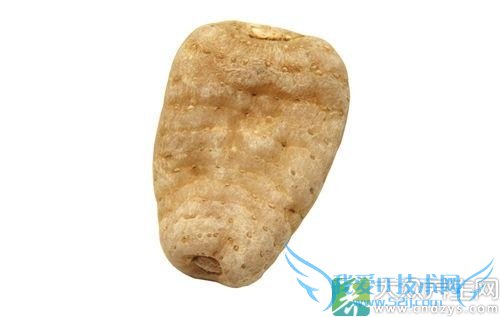 Ƥ�������ܳ������� 