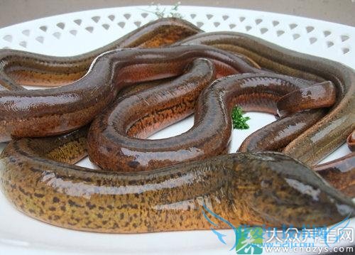 �������ܳԻ�����