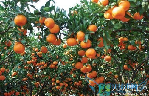 �и������Ӷ�̥������