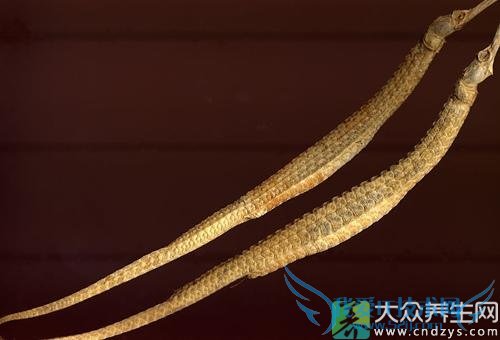 Ƥ�������ܳԺ�����